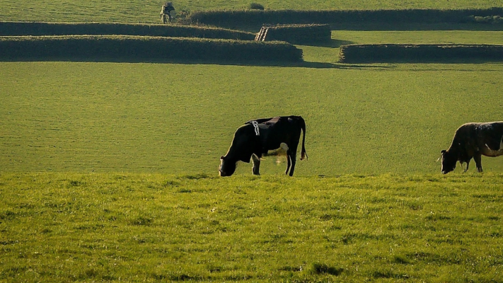 France Secures Bluetongue Vaccines to Protect Livestock, Launches Emergency Vaccination Plan