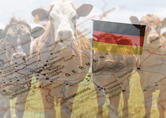 WOAH Confirms Foot and Mouth Disease Free Status for Germany