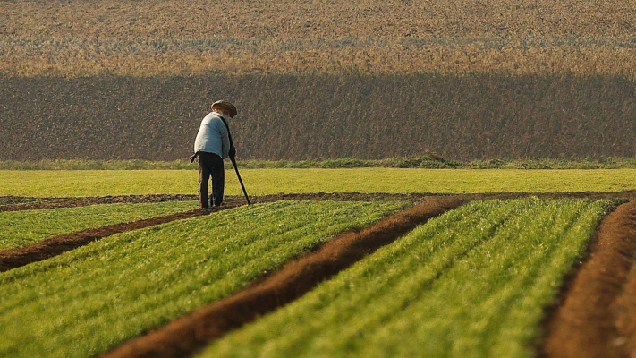 Global Agricultural Reforms Needed to Curb Environmental Harm