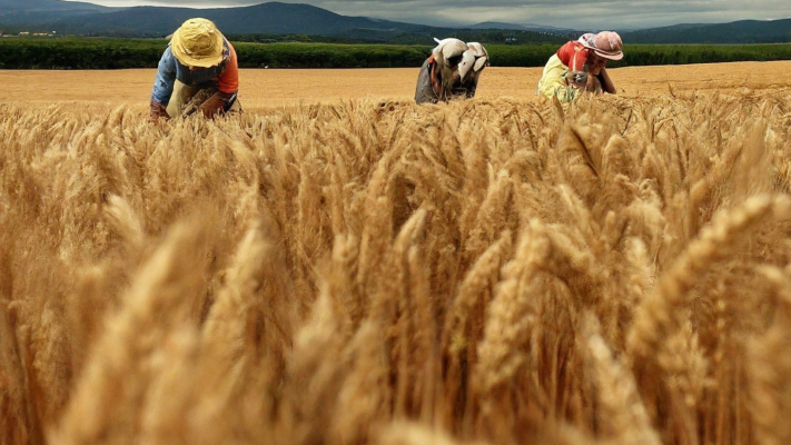 Farmers sow nearly 1M hectares as Ukraine’s spring planting gains momentum