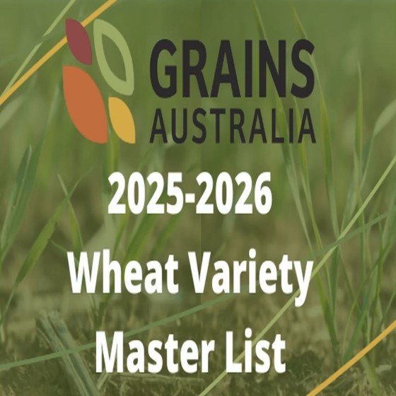 24 new varieties of wheat introduced for 2025-2026