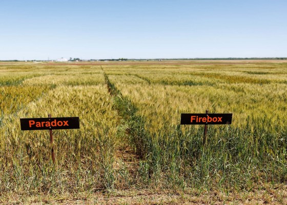 OSU's New Wheat Varieties Could Revolutionize Clean-Label Bread Production