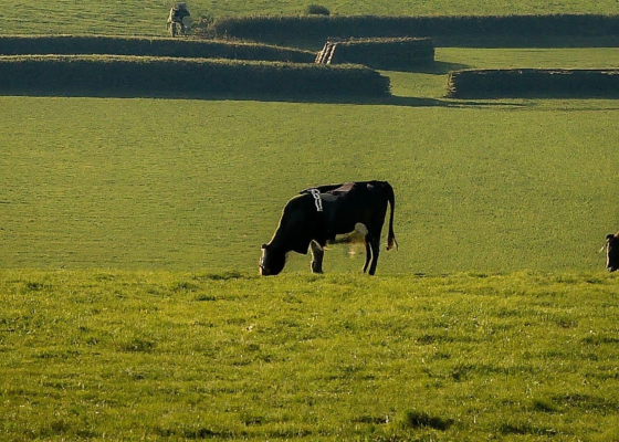 Government of the Republic of Moldova Strengthens Quality Standards for Meat Products