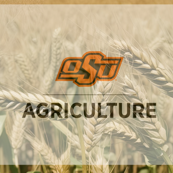 New OSU Orange Blossom CL+ wheat variety brings a strong resistance package to Oklahoma fields